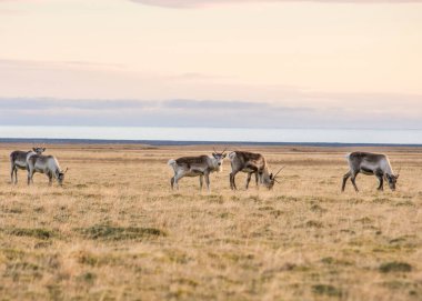 Doğu Fjords, İzlanda 'da vahşi ren geyiği sürüsü.