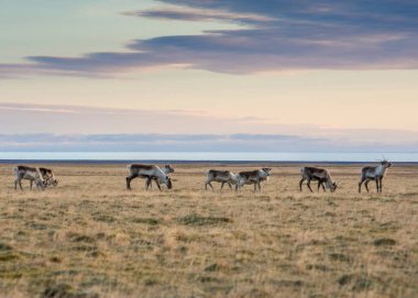 Doğu Fjords, İzlanda 'da vahşi ren geyiği sürüsü.