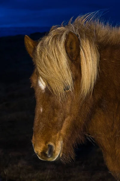 Ritratto Cavallo Islandese Durante Inverno — Foto Stock