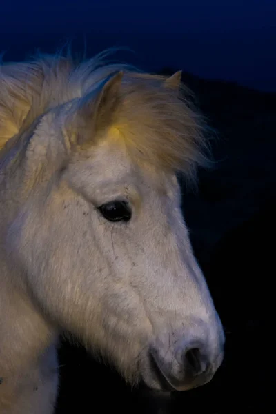 Ijslands Paardenportret Tijdens Winter — Stockfoto