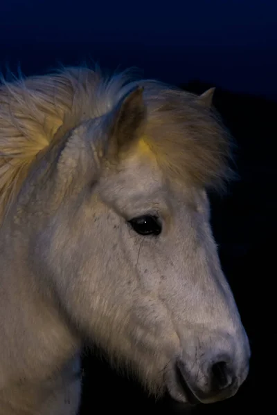 Ijslands Paardenportret Tijdens Winter — Stockfoto