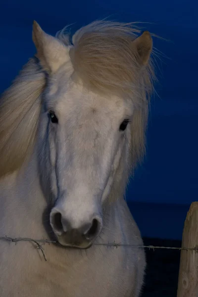 冬のアイスランド馬の肖像画 — ストック写真