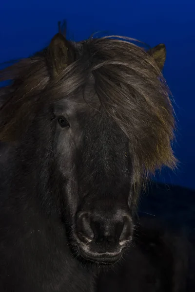Исландский Конный Портрет Зимой — стоковое фото