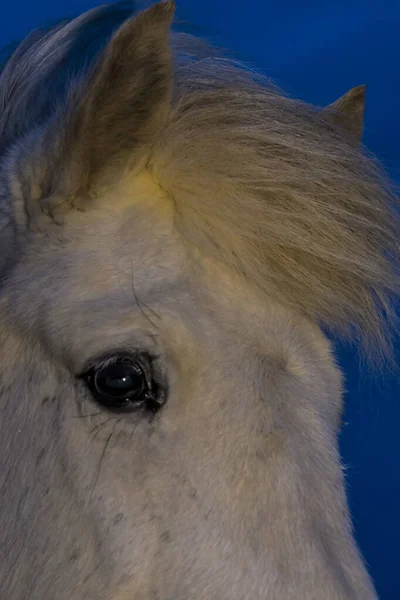 Islandský Portrét Koně Během Zimy — Stock fotografie