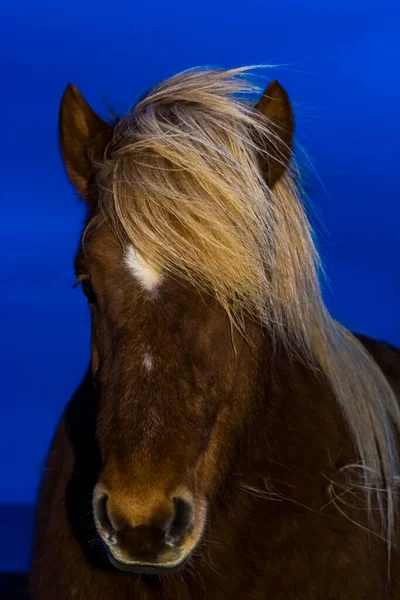 Исландский Конный Портрет Зимой — стоковое фото