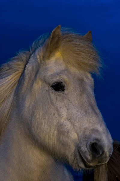 Ritratto Cavallo Islandese Durante Inverno — Foto Stock