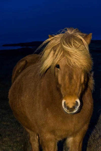 Ijslands Paardenportret Tijdens Winter — Stockfoto