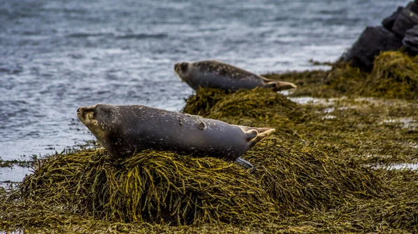 冰岛的海豹在岩石上休息的时候 — 图库照片