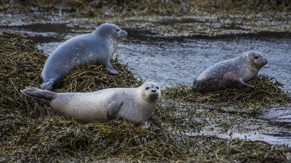 Seal Iceland While Relaxing Rock Stock Picture