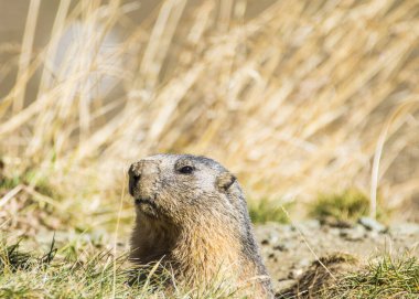 Grossglockner 'daki Marmot Avusturya' daki en yüksek dağlardır..