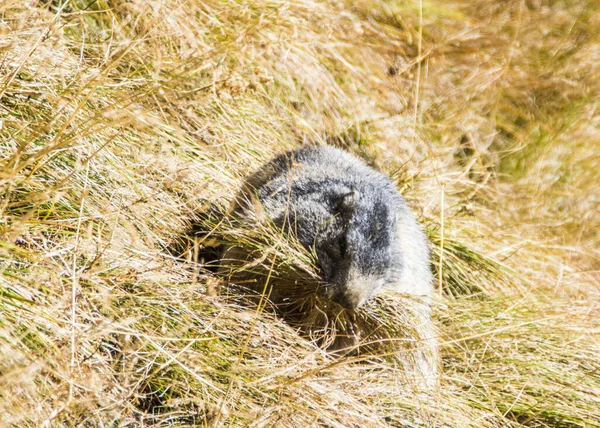 Marmot Grossglockner Las Montañas Más Altas Austria — Foto de Stock