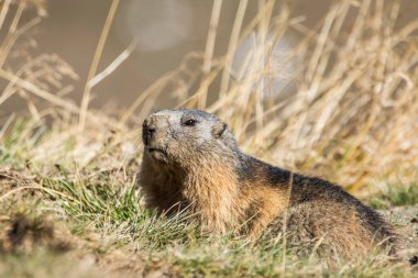Grossglockner 'daki Marmot Avusturya' daki en yüksek dağlardır..