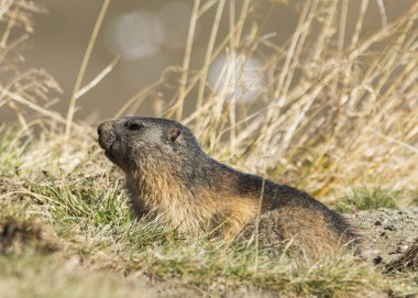 Grossglockner 'daki Marmot Avusturya' daki en yüksek dağlardır..