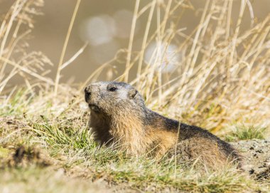 Grossglockner 'daki Marmot Avusturya' daki en yüksek dağlardır..