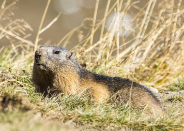 Grossglockner 'daki Marmot Avusturya' daki en yüksek dağlardır..