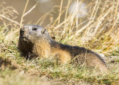 Grossglockner 'daki Marmot Avusturya' daki en yüksek dağlardır..