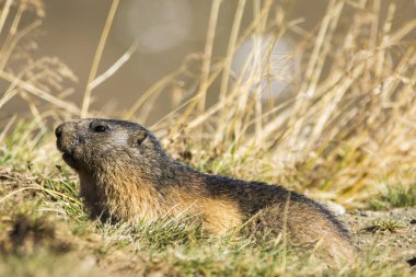 Grossglockner 'daki Marmot Avusturya' daki en yüksek dağlardır..