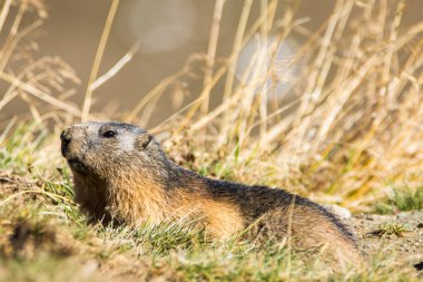 Grossglockner 'daki Marmot Avusturya' daki en yüksek dağlardır..