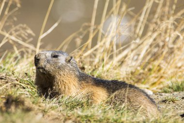 Grossglockner 'daki Marmot Avusturya' daki en yüksek dağlardır..