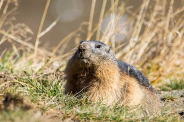 Grossglockner 'daki Marmot Avusturya' daki en yüksek dağlardır..