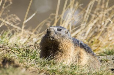 Grossglockner 'daki Marmot Avusturya' daki en yüksek dağlardır..