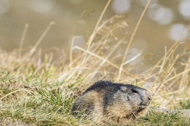 Grossglockner 'daki Marmot Avusturya' daki en yüksek dağlardır..
