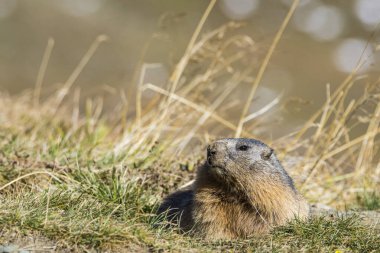 Grossglockner 'daki Marmot Avusturya' daki en yüksek dağlardır..