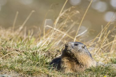 Grossglockner 'daki Marmot Avusturya' daki en yüksek dağlardır..