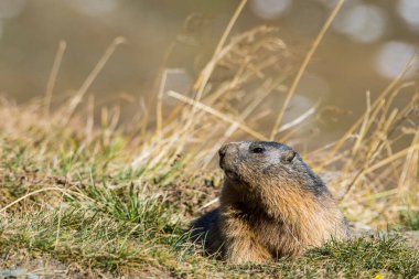 Grossglockner 'daki Marmot Avusturya' daki en yüksek dağlardır..