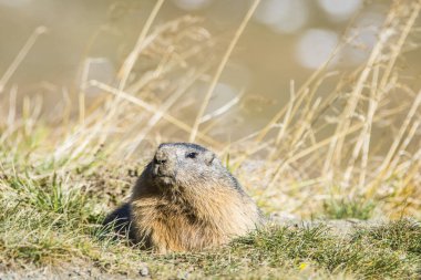 Grossglockner 'daki Marmot Avusturya' daki en yüksek dağlardır..