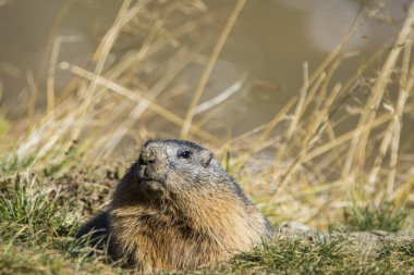 Grossglockner 'daki Marmot Avusturya' daki en yüksek dağlardır..