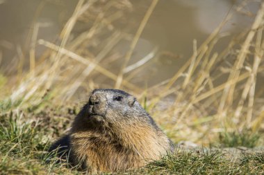 Grossglockner 'daki Marmot Avusturya' daki en yüksek dağlardır..