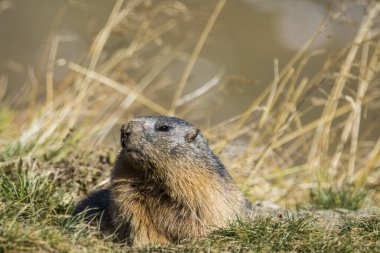 Grossglockner 'daki Marmot Avusturya' daki en yüksek dağlardır..