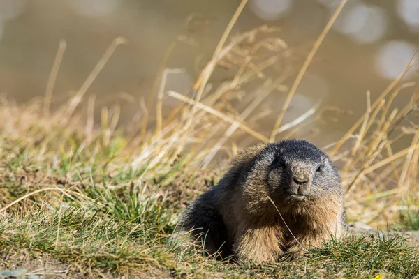 Grossglockner Daki Marmot Avusturya Daki Yüksek Dağlardır — Stok fotoğraf