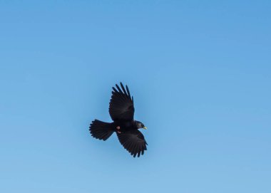 Alpine Chough (Pyrrhocorax graculus) düzenli Grossglockner Avusturya.