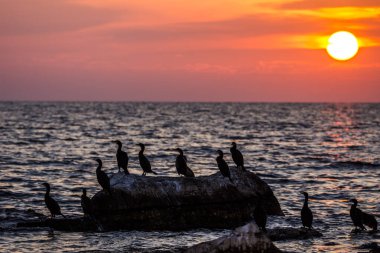 Gün batımında denizin üstünde karabatak falakrokoraks crbo.