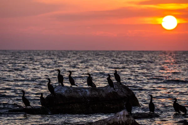 Cormorant Phalacrocorax Crbo Během Západu Slunce Nad Mořem — Stock fotografie
