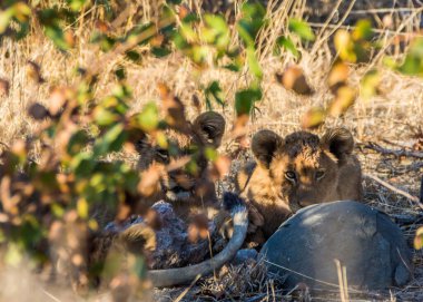 Kruger Ulusal Parkı 'ndaki çalılıklarda aslan yavruları