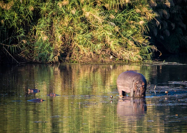 케냐의 나이바샤 호수에 사는 하마. — 스톡 사진