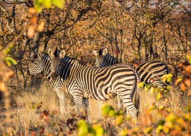 Afrika çalılıklarında Zebra, Güney Afrika