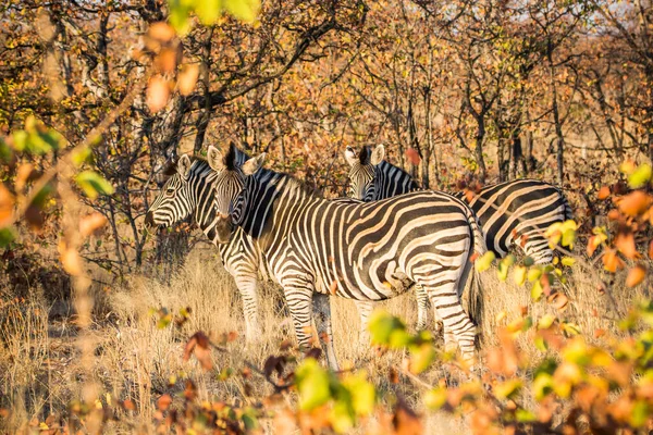 Zebra im afrikanischen Busch, Südafrika — Stockfoto