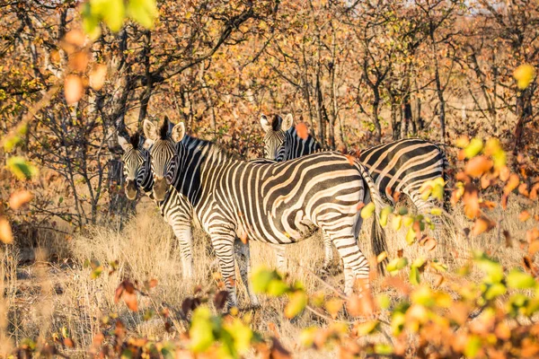 Zebra w afrykańskim krzaku, Republika Południowej Afryki — Zdjęcie stockowe