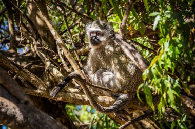 Güney Afrika 'da bir ağaçta oturan vervet maymunu (Cercopithecus aethiops).