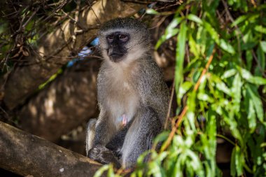 Güney Afrika 'da bir ağaçta oturan vervet maymunu (Cercopithecus aethiops).