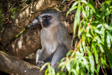 Güney Afrika 'da bir ağaçta oturan vervet maymunu (Cercopithecus aethiops).