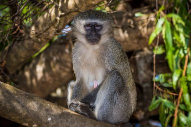 Güney Afrika 'da bir ağaçta oturan vervet maymunu (Cercopithecus aethiops).