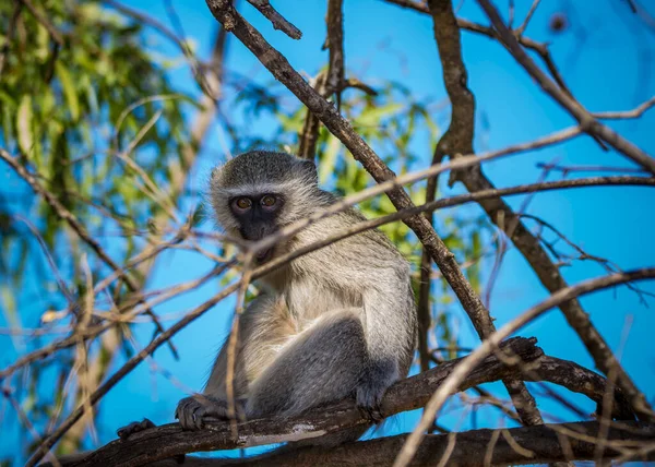 Małpa Vervet Cercopithecus Aethiops Siedząca Drzewie Republika Południowej Afryki — Zdjęcie stockowe