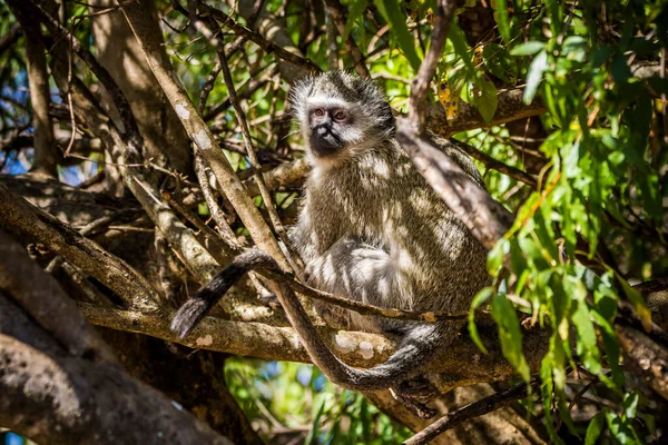 Vervet Monkey Cercopithecus Aethiops Sitting Tree South Africa — Stock Photo, Image