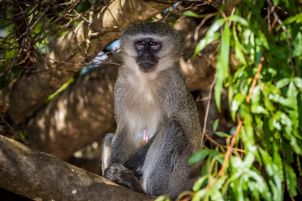 Güney Afrika 'da bir ağaçta oturan vervet maymunu (Cercopithecus aethiops).