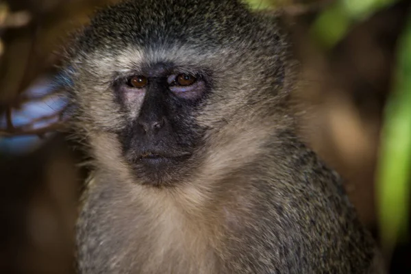 Güney Afrika Bir Ağaçta Oturan Vervet Maymunu Cercopithecus Aethiops — Stok fotoğraf